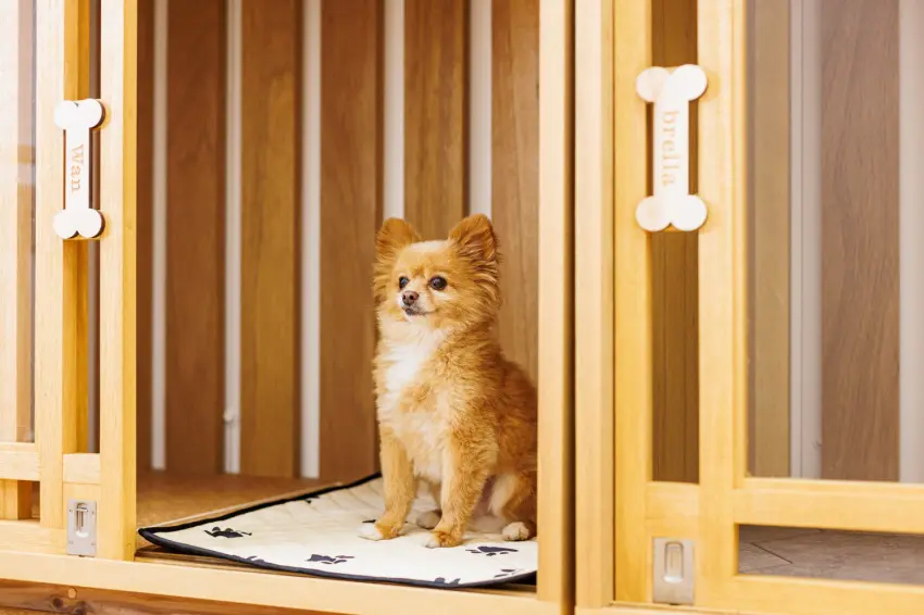 『沖縄県内限定‼️』犬小屋 沖縄県内限定‼️』犬小屋 【公式通販】